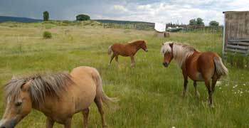 La Tinaja Ranch miniture horses