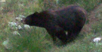 La Tinaja Ranch black bear