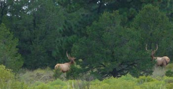Elk roaming on La Tinaja Ranch