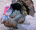 Turkey Hunt